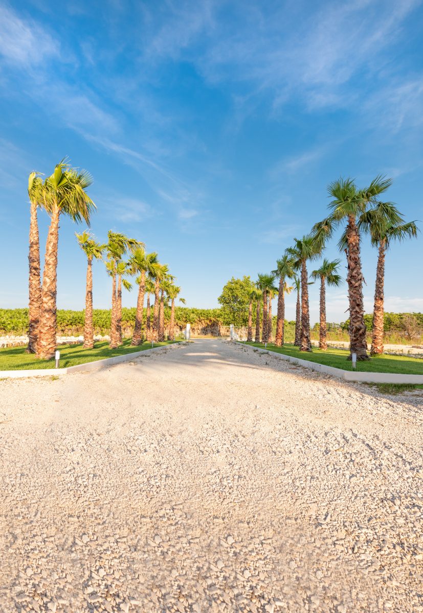 Il viale delle palme